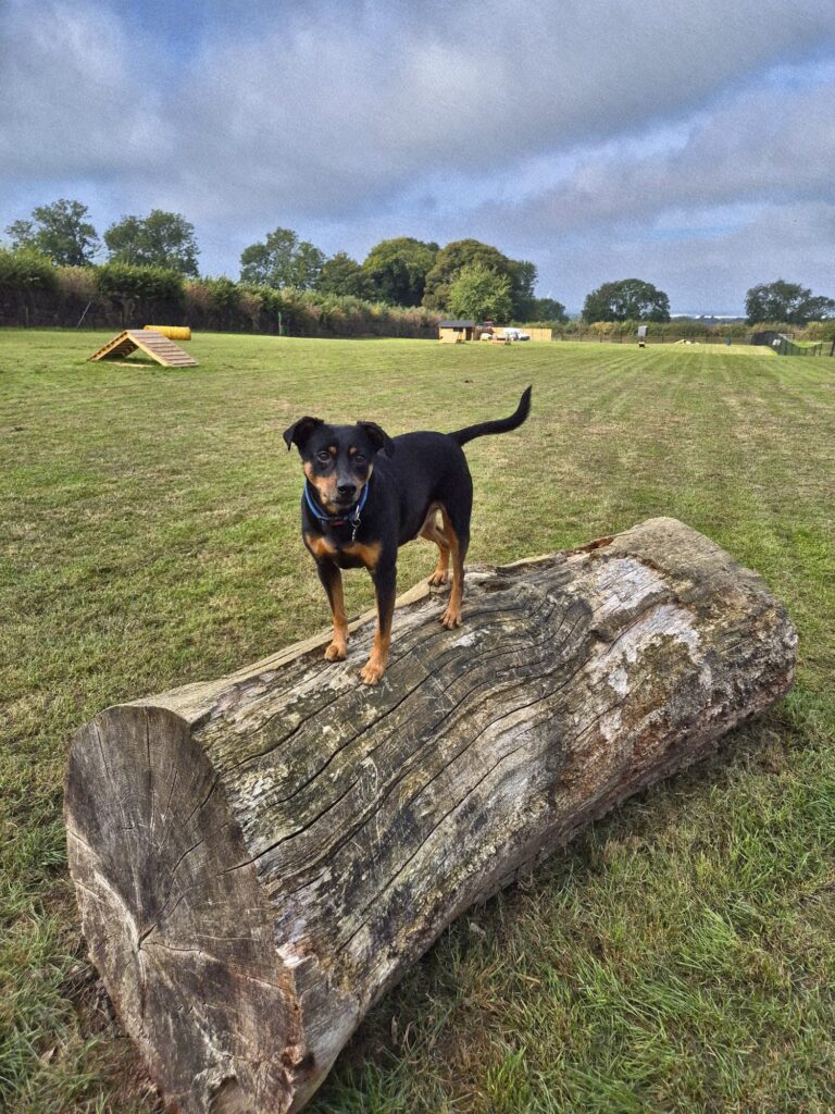 Dog standing on a fallen log in the field at Foxholes Farm Dog Park