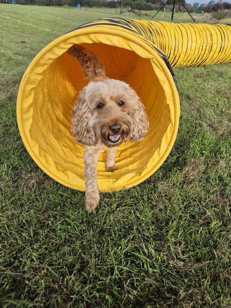 Dog peeking out of a yellow agility tunnel at Foxholes Farm Dog Park, Crick