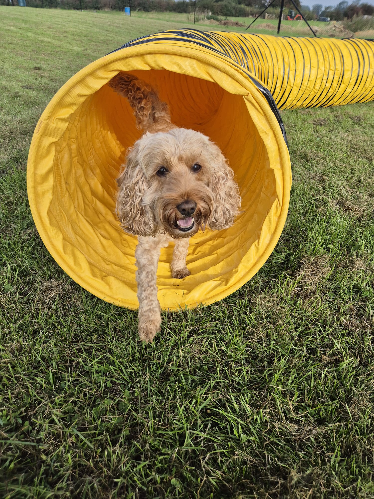 Dog peeking out of a yellow agility tunnel at Foxholes Farm Dog Park, Crick