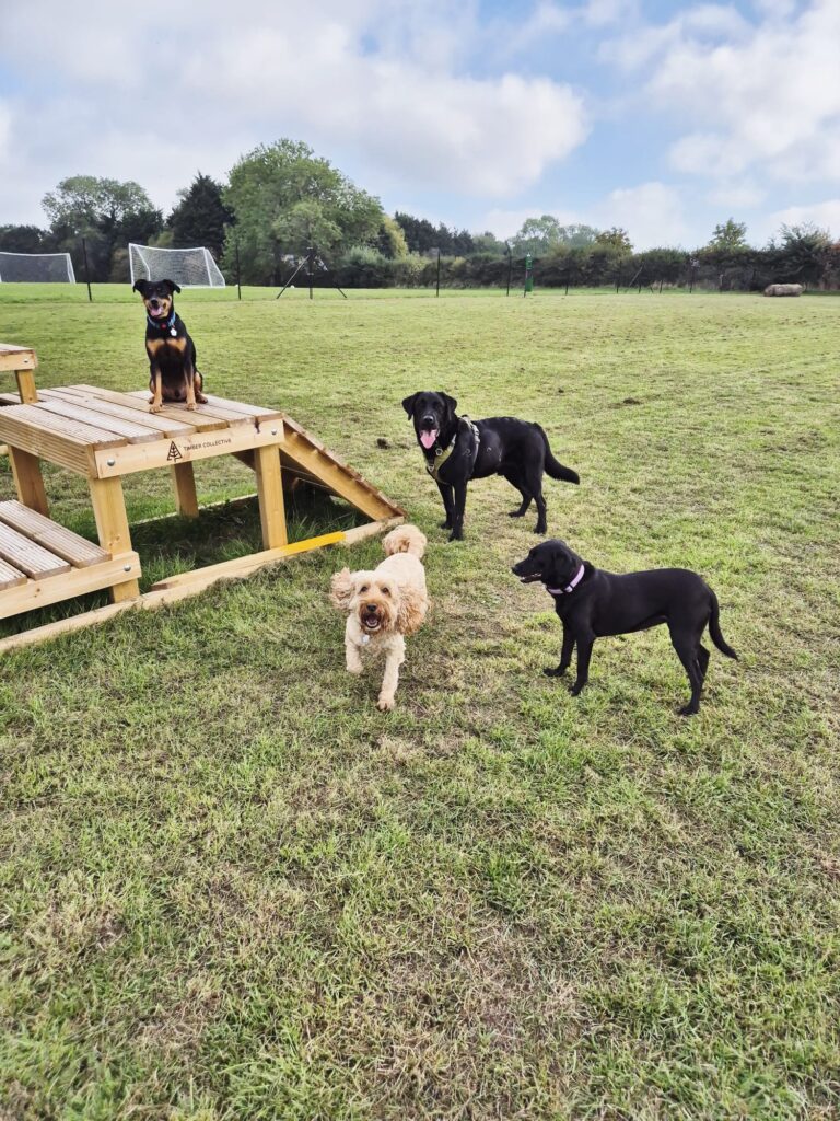 Dogs exploring the wooden agility platforms in Crick
