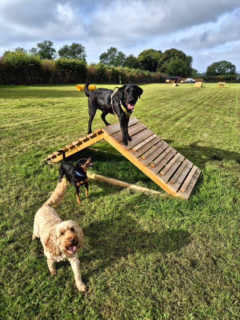 Dog climbing an agility ramp in the secure dog field